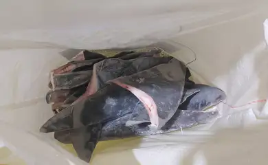 Peixes têm quantidade limitada para captura em 2024