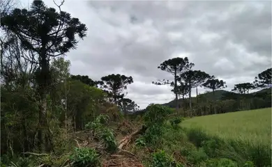 Desmatamento na Mata Atlântica cai 59% no acumulado do ano até agosto