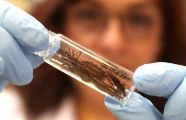 Saúde orienta sobre riscos, prevenção e tratamento da Doença de Chagas