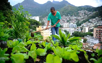 Produção local pode melhorar alimentação em centros urbanos