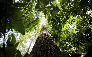 Lideranças indígenas e ativistas debatem em Manaus futuro da Amazônia
