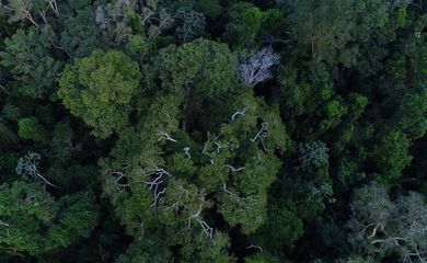 Campanha destaca luta de mulheres na defesa da floresta amazônica