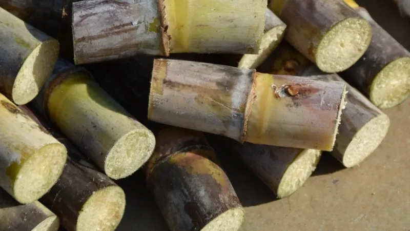 Com queda do preço do açúcar e guerra no Irã, agro brasileiro acelera aposta no etanol