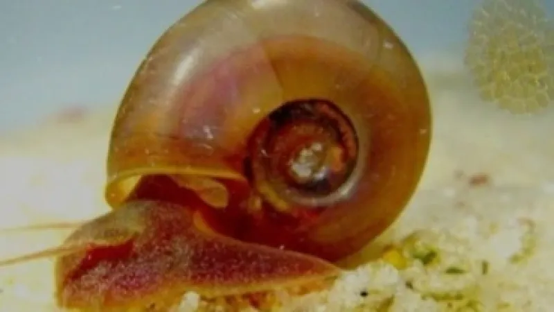 Saúde orienta para prevenção, diagnóstico e tratamento da Esquistossomose