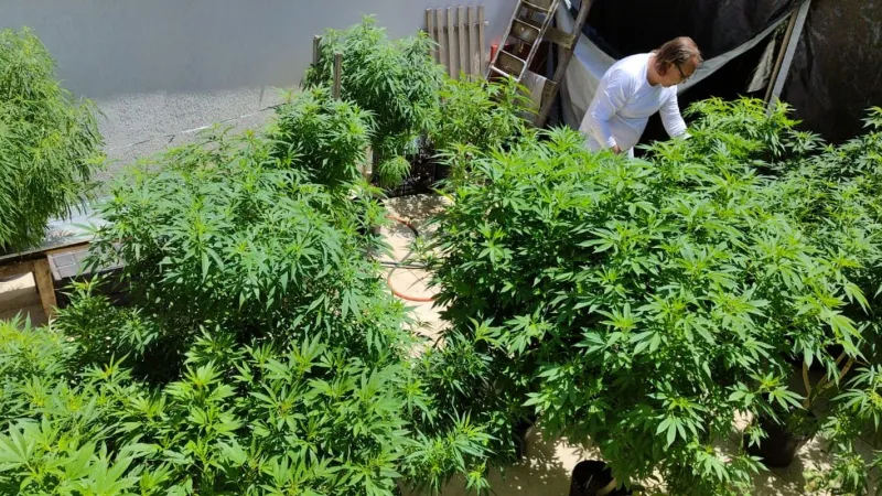 Feira em Fortaleza defende políticas sobre drogas com justiça social