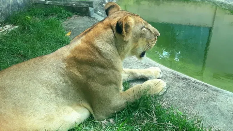 Homem invade jaula de zoológico e é morto por leoa em João Pessoa