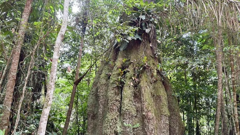 Amazonas ganha quatro reservas de desenvolvimento sustentável