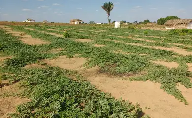 Conflitos no campo foram recorde em 2023, mas área em disputa diminuiu