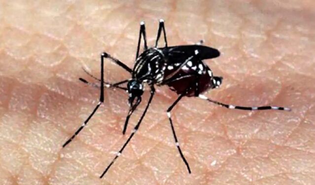 Epidemia de dengue supera 1 milhão de casos em 2 meses, com 214 mortes