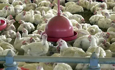 Chile e Arábia Saudita retiram restrição à carne de frango do Brasil