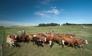 Embrapa propõe políticas para reaproveitamento de pastagens degradadas