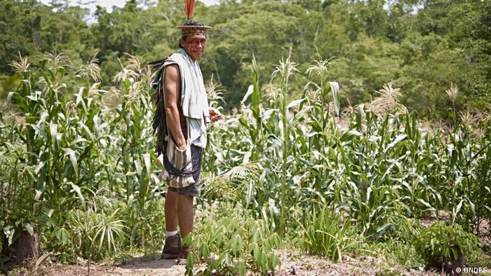 Como o dinheiro do Fundo Amazônia está sendo usado?