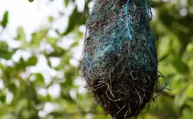 Poluição: no Brasil, aves estão fazendo ninhos com resíduos plásticos