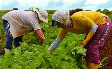 Embrapa capacitará técnicos de países africanos em produção agrícola