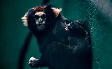 SP: Zoológico comemora sucesso em reprodução de saguis-da-serra-escuro
