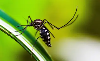 Brasil se aproxima de 6 milhões de casos e 4 mil mortes por dengue