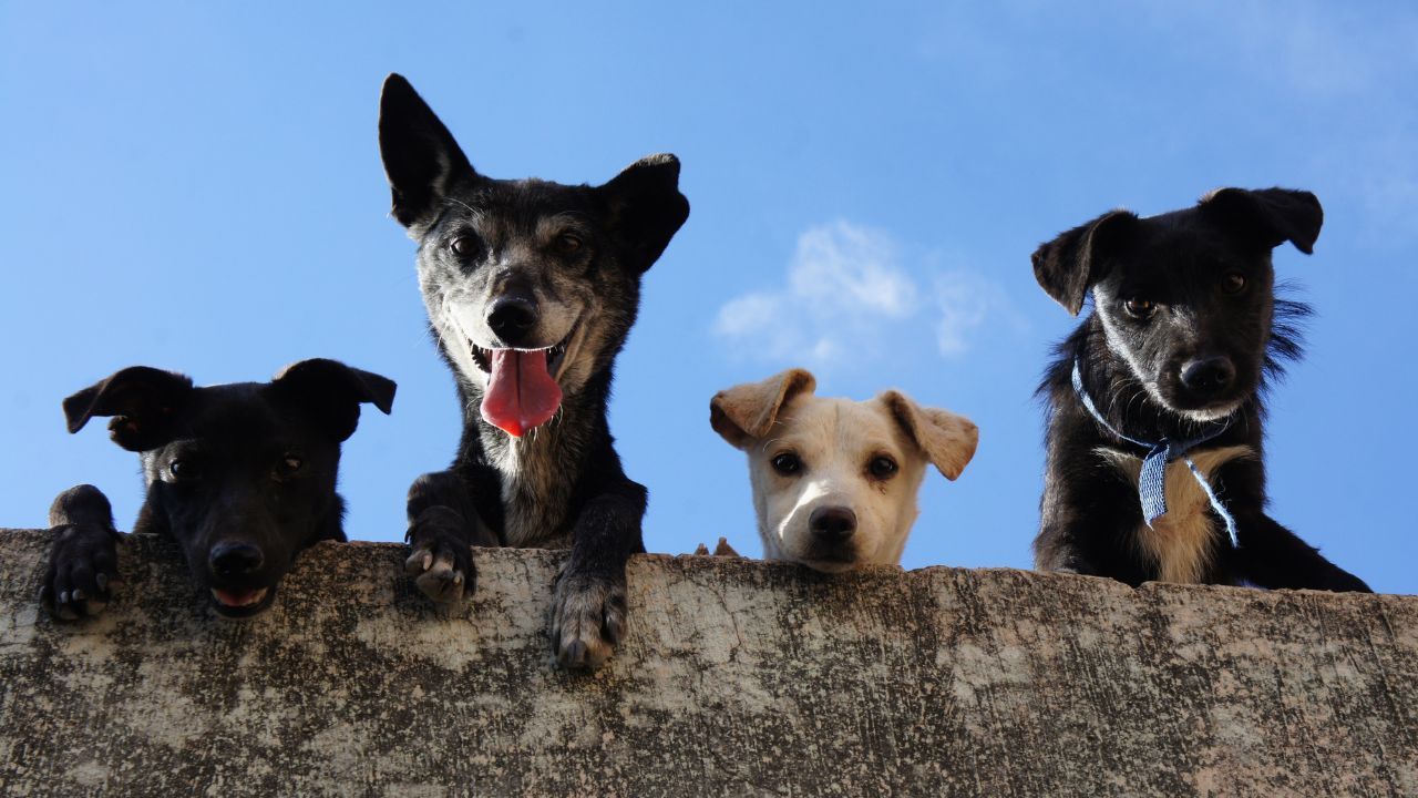Cigarro faz mal aos animais: entenda os riscos do tabagismo passivo