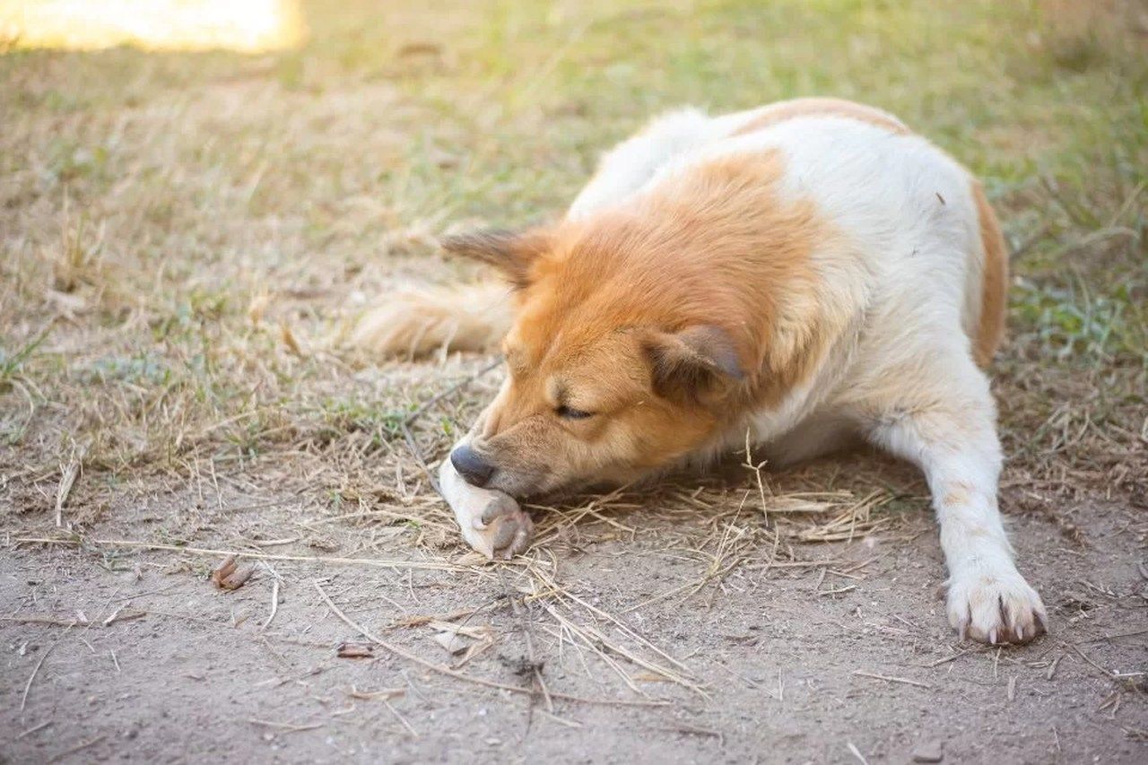 Rinite e sinusite: veja sintomas e tratamentos das doenças em cães