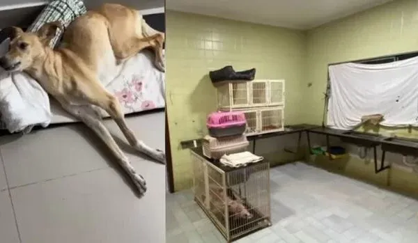Cão morre após erro de veterinário e protetora sofre para salvar pets