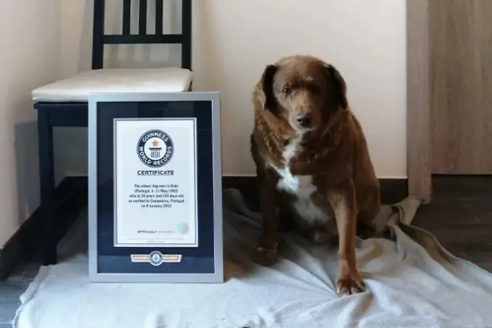 Morre Bobi, o cachorro mais velho do mundo pelo Guinness, aos 31 anos