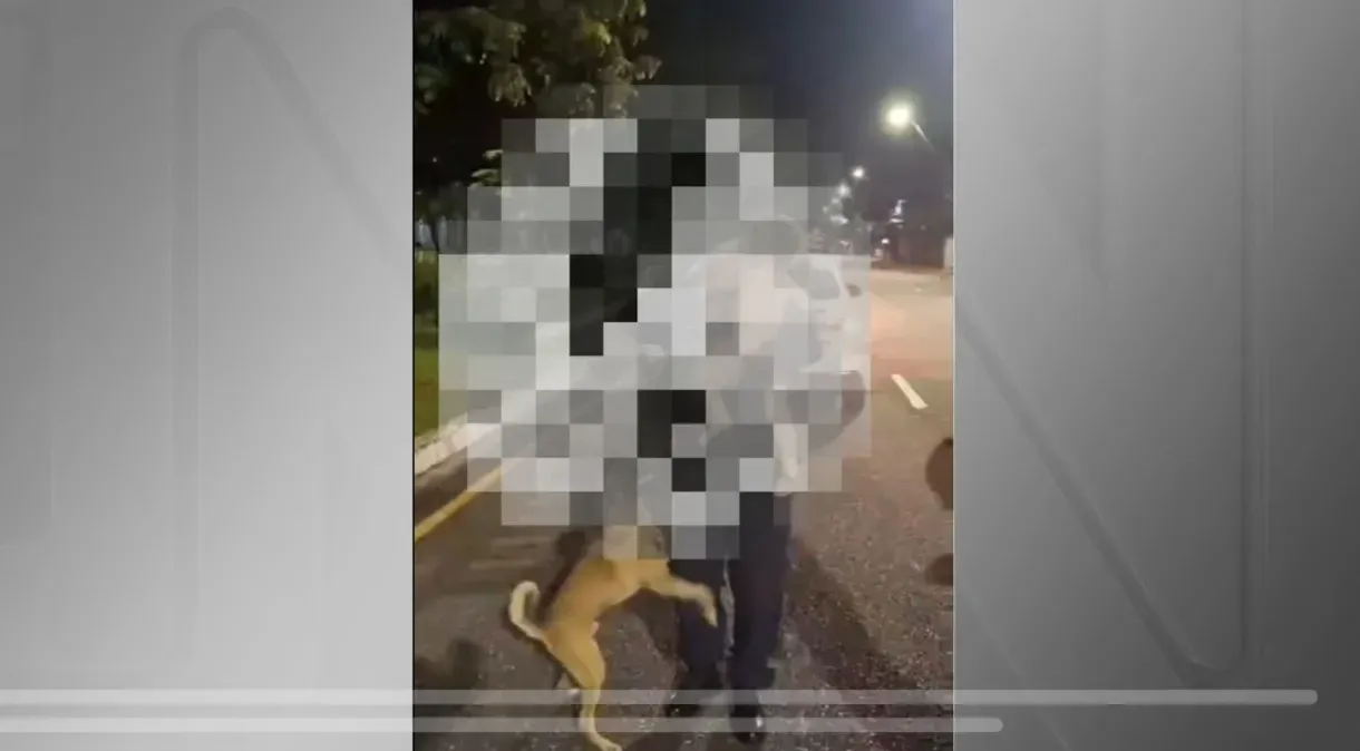 Cachorro protege bebê de 1 ano que fugiu de casa em Belém, no Pará