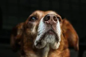 Por que os cachorros têm mania de cheirar virilhas e traseiros?