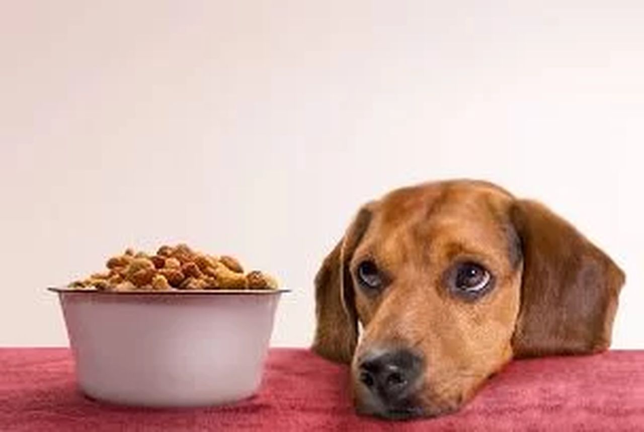 Saiba qual a quantidade correta de comida para o seu cachorro