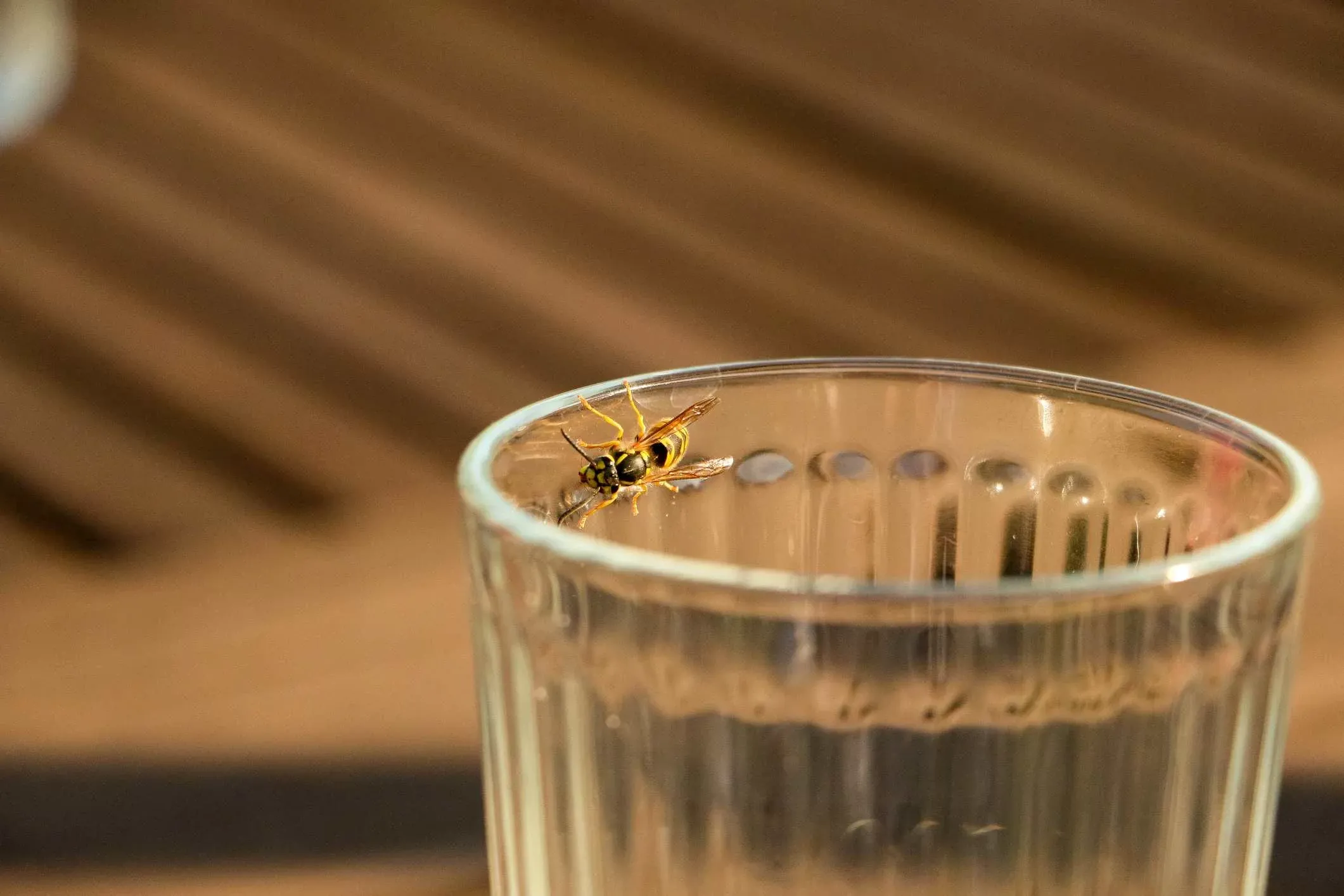 Caiu uma mosca na minha bebida. Posso tirar e tomar?
