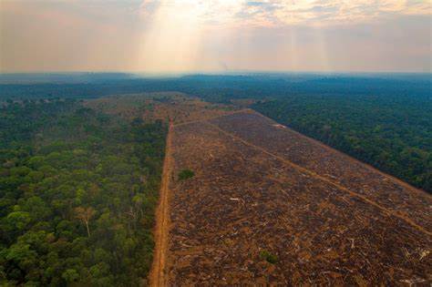 Desmatamento cai 73% em áreas protegidas da Amazônia
