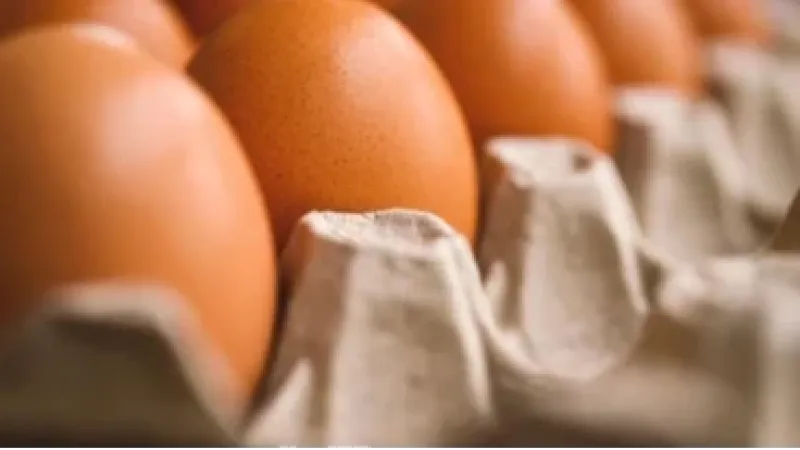 Dia do ovo: o que determina a cor, tamanho e preço? Veja 10 curiosidades