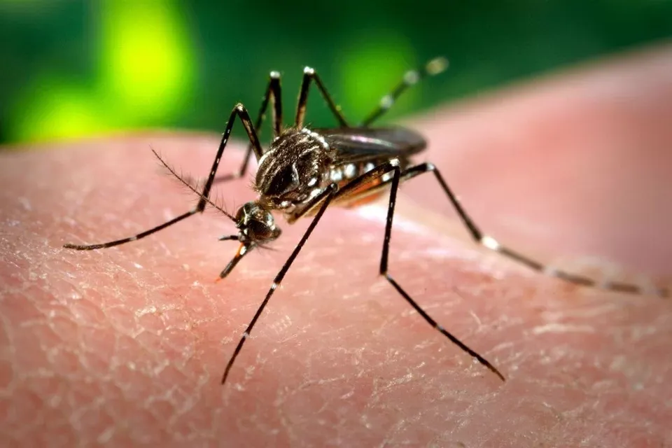 Vacina contra chikungunya criada no Butantan é aprovada nos EUA