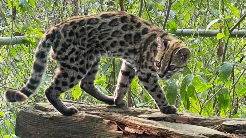 Nova espécie de felino é identificada em florestas da Bolívia