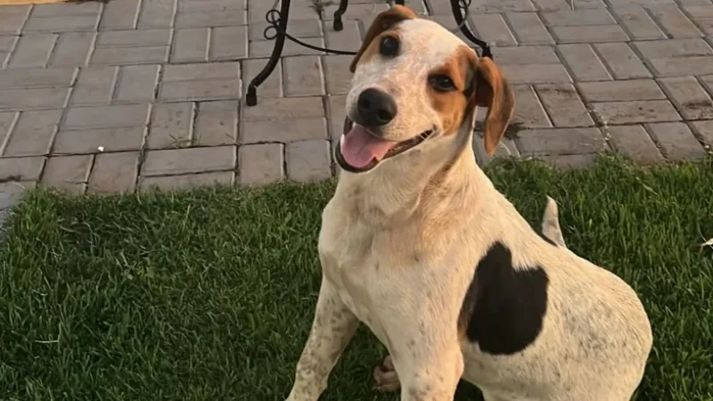 Cachorro comunitário é morto a tiros no Paraná