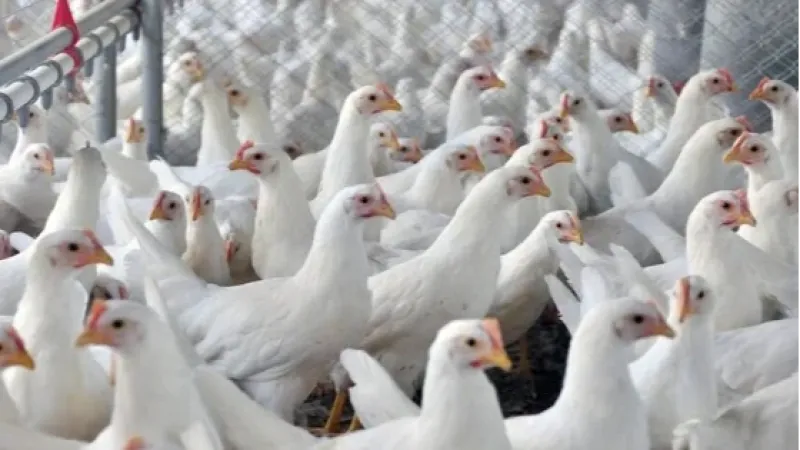 China encerra proibição de importação de frango do Brasil após 5 meses