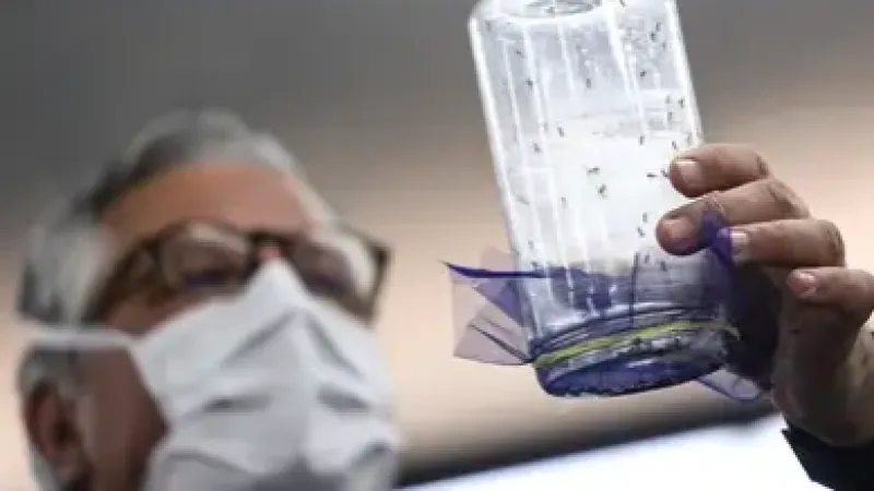 Fábrica de mosquitos oferece tecnologias para redução da dengue