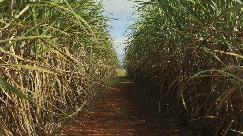 Conselho eleva limite de remuneração do Eco Invest Brasil