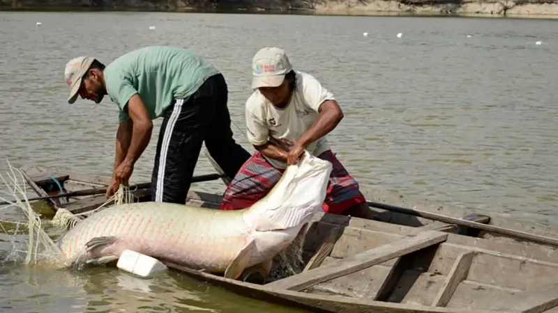 Pesquisa inédita com genoma protege espécies de peixes da Amazônia