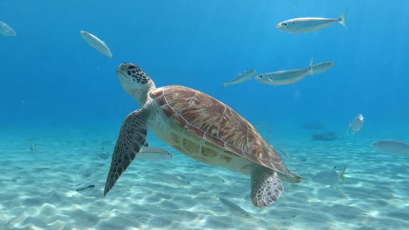 Pesquisa encontra resíduos de plástico em tartarugas