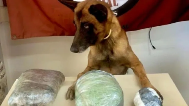 PM apreende drogas e arma de fogo em ações em Jaramataia e Colônia Leopoldina