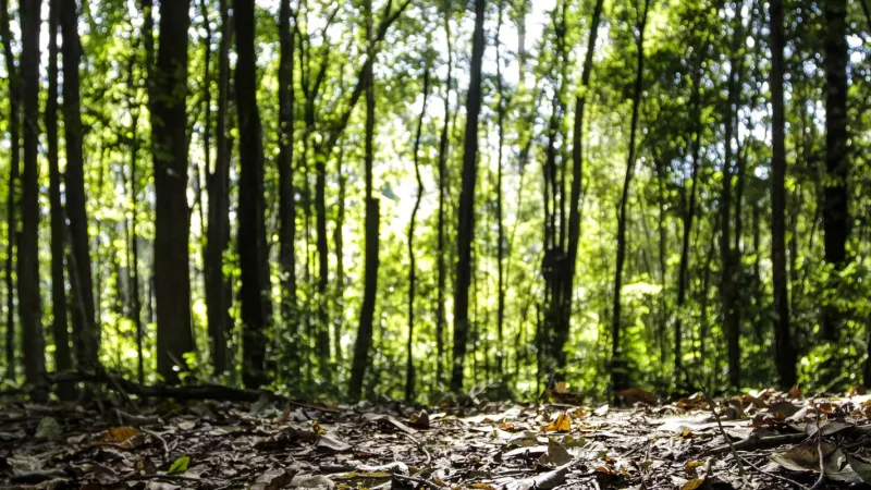 Produção florestal no país alcança recorde de R$ 47,9 bilhões em 2025