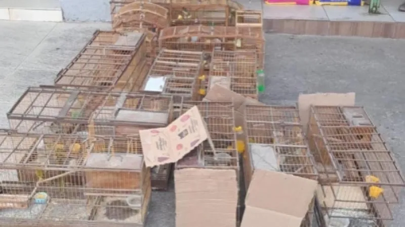 PM-AL resgata aves silvestres e desarticula pontos de venda ilegal no interior