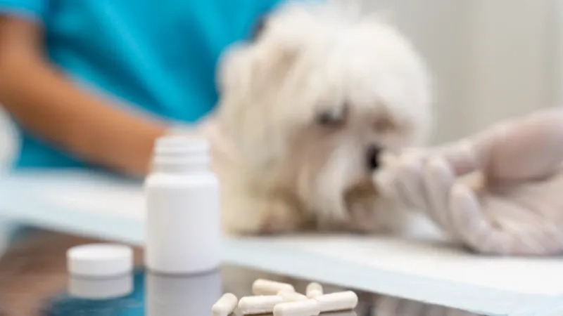 Novas descobertas da ciência da nutrição  para o envelhecimento saudável dos pets