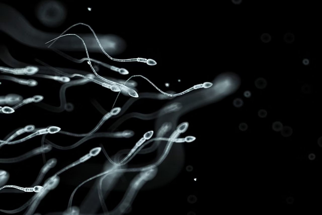Cientistas começam a testar anticoncepcional masculino em humanos