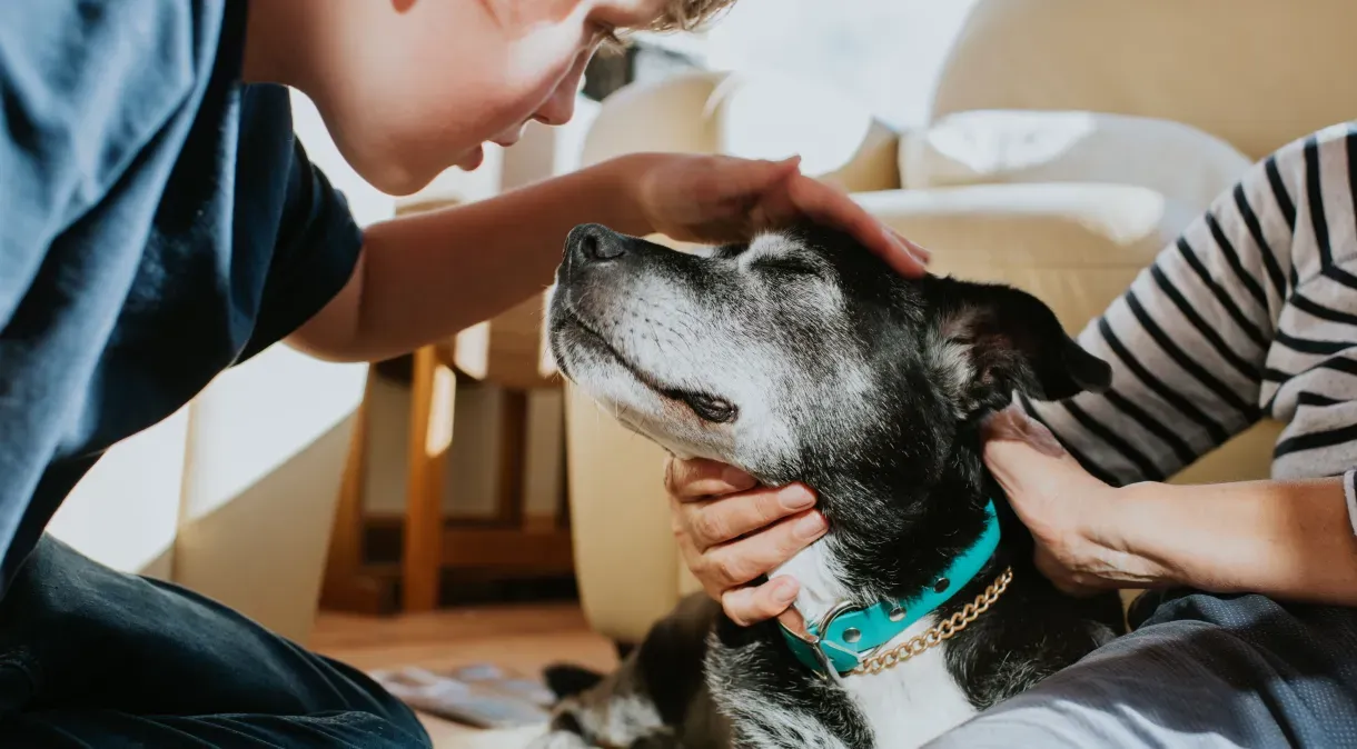 Brincar com cães ajuda a reduzir estresse? Novo estudo diz que sim
