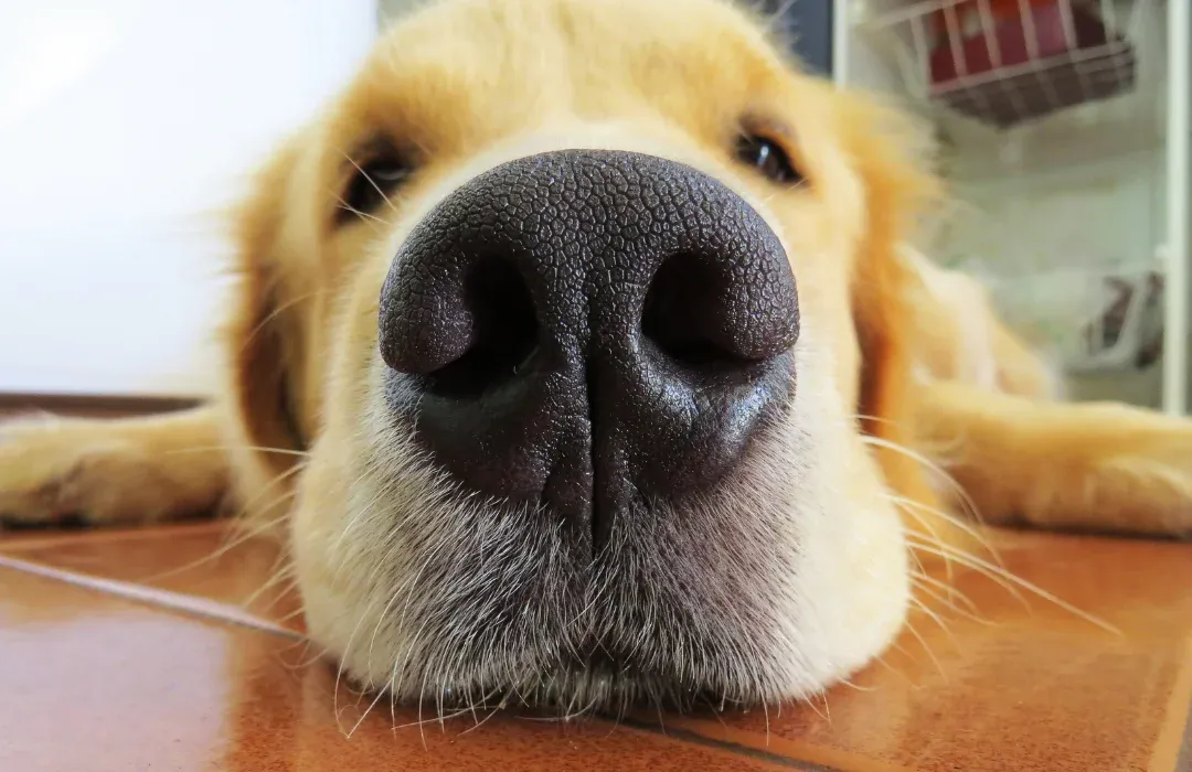 Pesquisa aponta que Cães conseguem farejar sinais de traumas em humanos