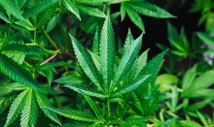 Maconha pode aumentar risco de morte por infarto e derrame, diz estudo