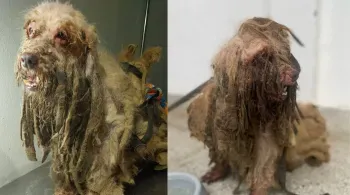 Cão é resgatado com infecção, anemia e dificuldades de locomoção no Ceará