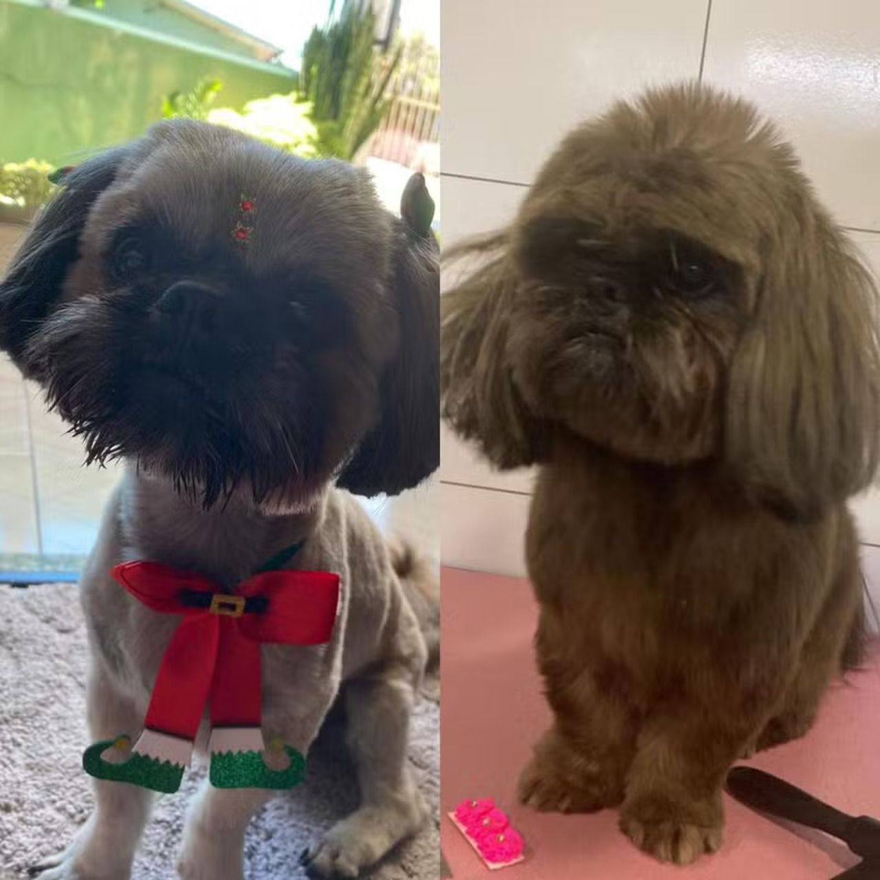 Cachorro tem pelos pintados com tinta de cabelo para esconder cor original após furto em SC