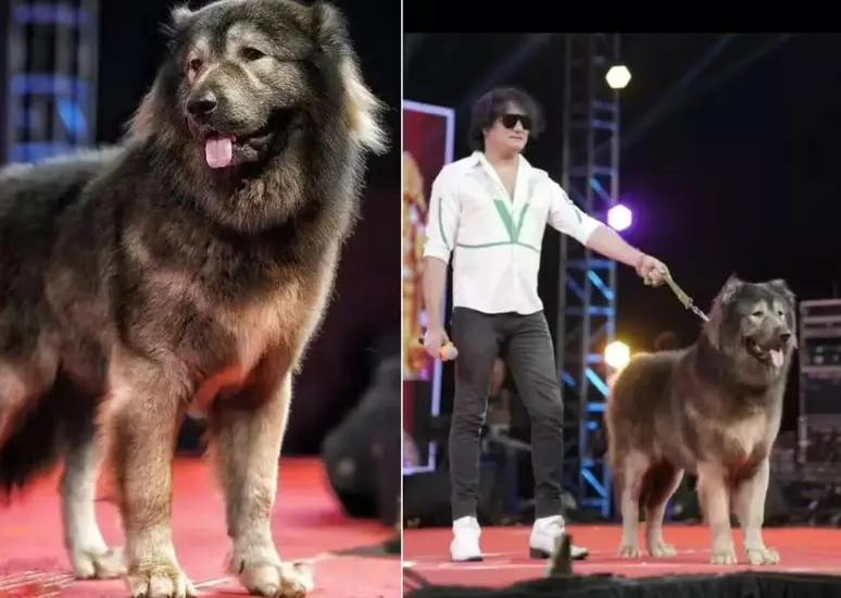Cão considerado o mais caro do mundo é comprado por indiano por R$ 32,6 milhões
