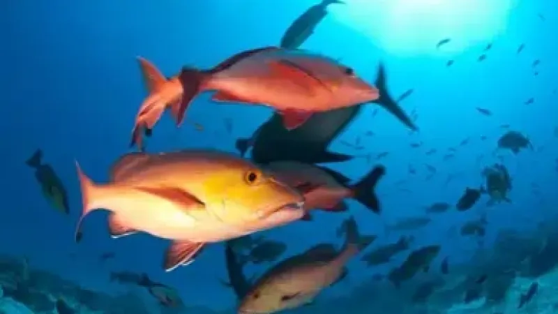 Lista de peixes e invertebrados ameaçados de extinção é atualizada